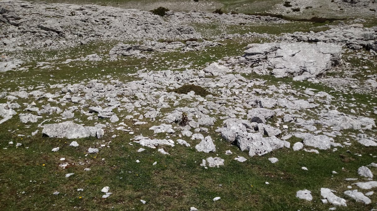 Aitzuri trikuharria 2