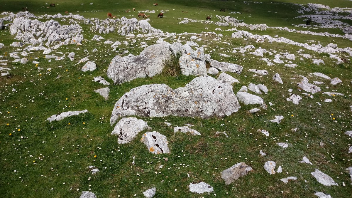 Kalparmunobarrena trikuharria (2018)