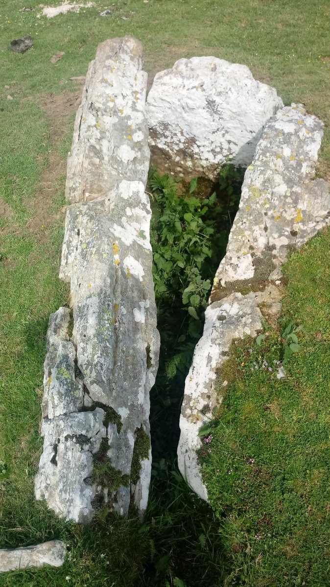 Pilotasoro trikuharria 2