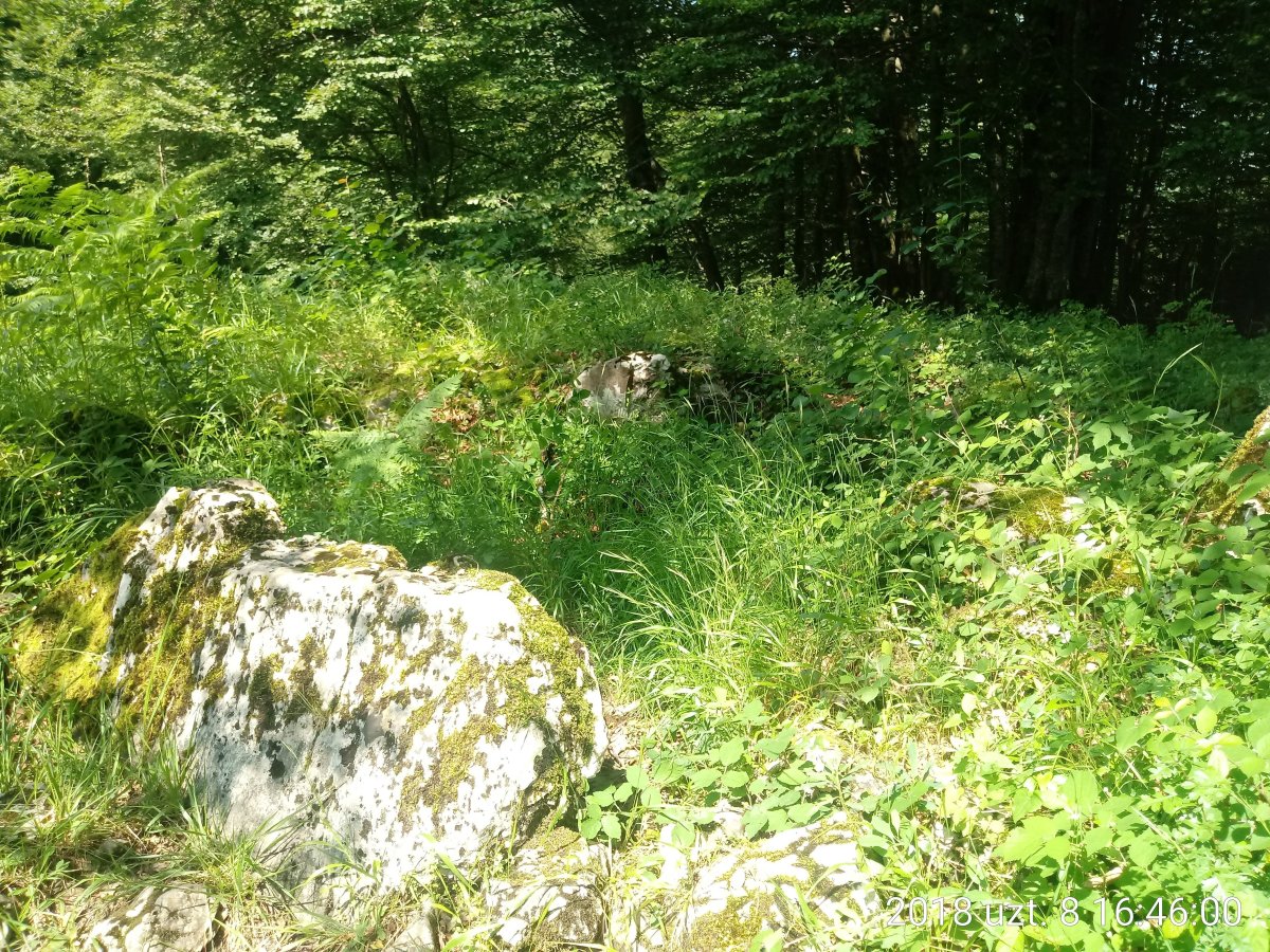 Labeo trikuharria (2018)