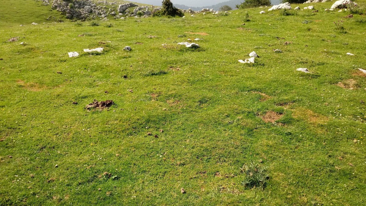 Uelogoena II harrespila (2018)