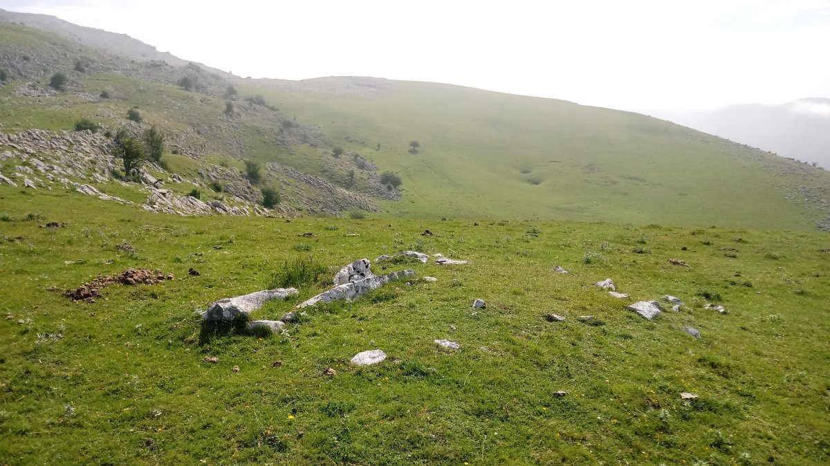 Uelogoena II H. trikuharria 2