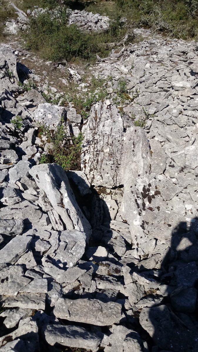 Armorkora Haundi trikuharria 2