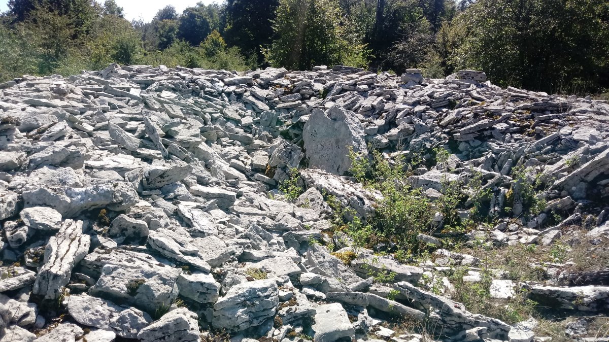 Armorkora Haundi trikuharria (2018)