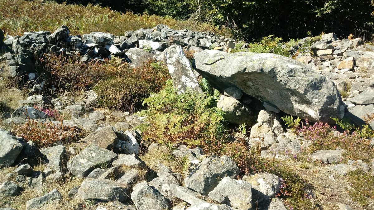 Arrobigaña trikuharria 4