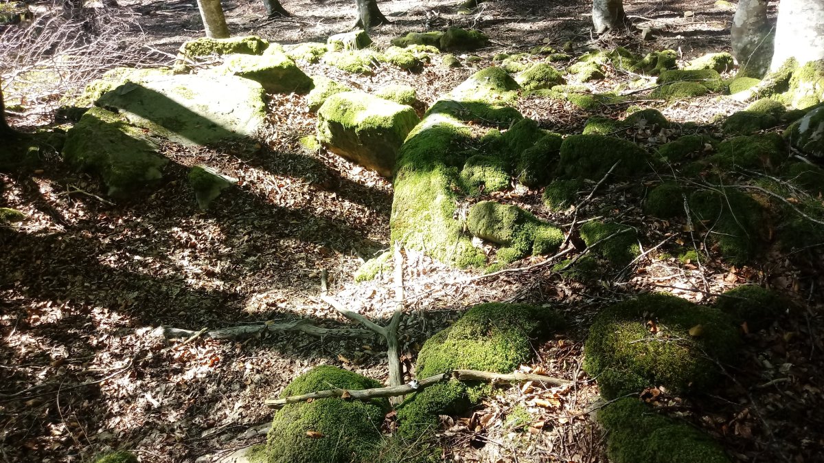 Aginaran Txulo trikuharria 5