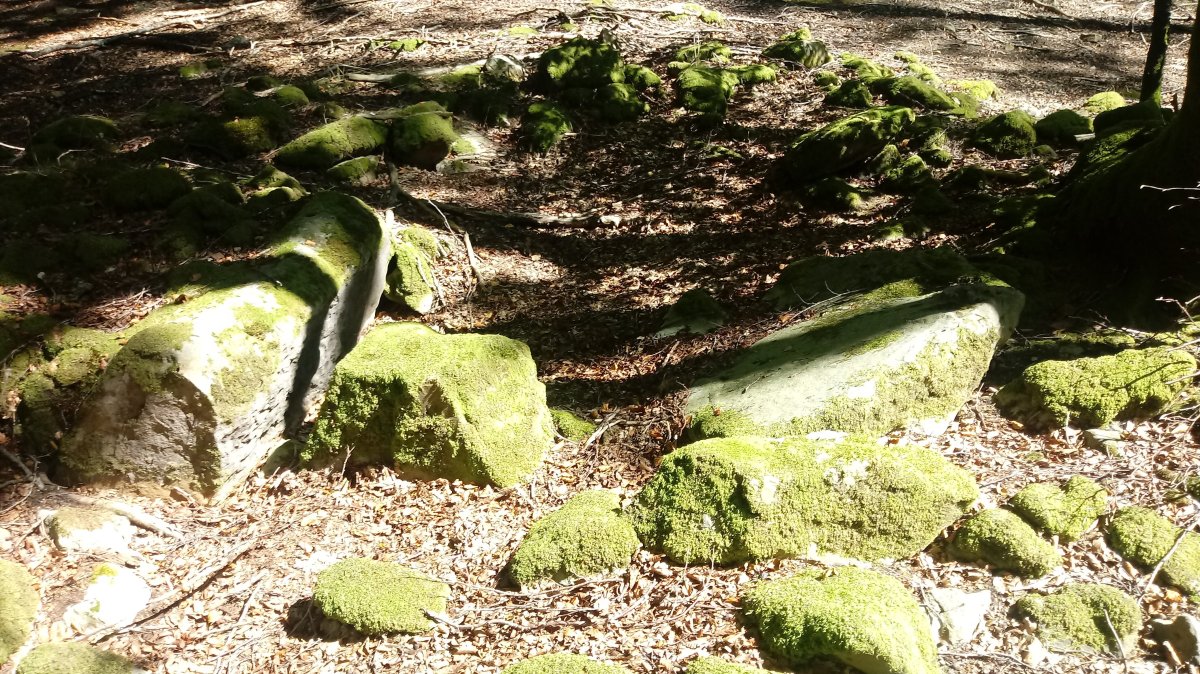 Aginaran Txulo trikuharria 3