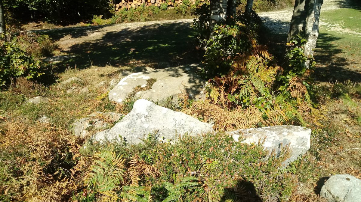 Harria trikuharria 2