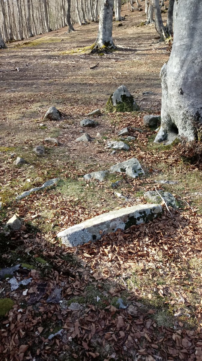 Pagarreta trikuharria