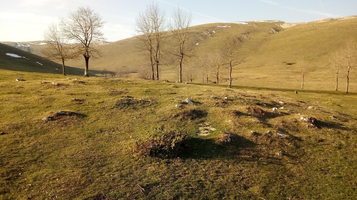 Gorostiaran E. tumuloa 3