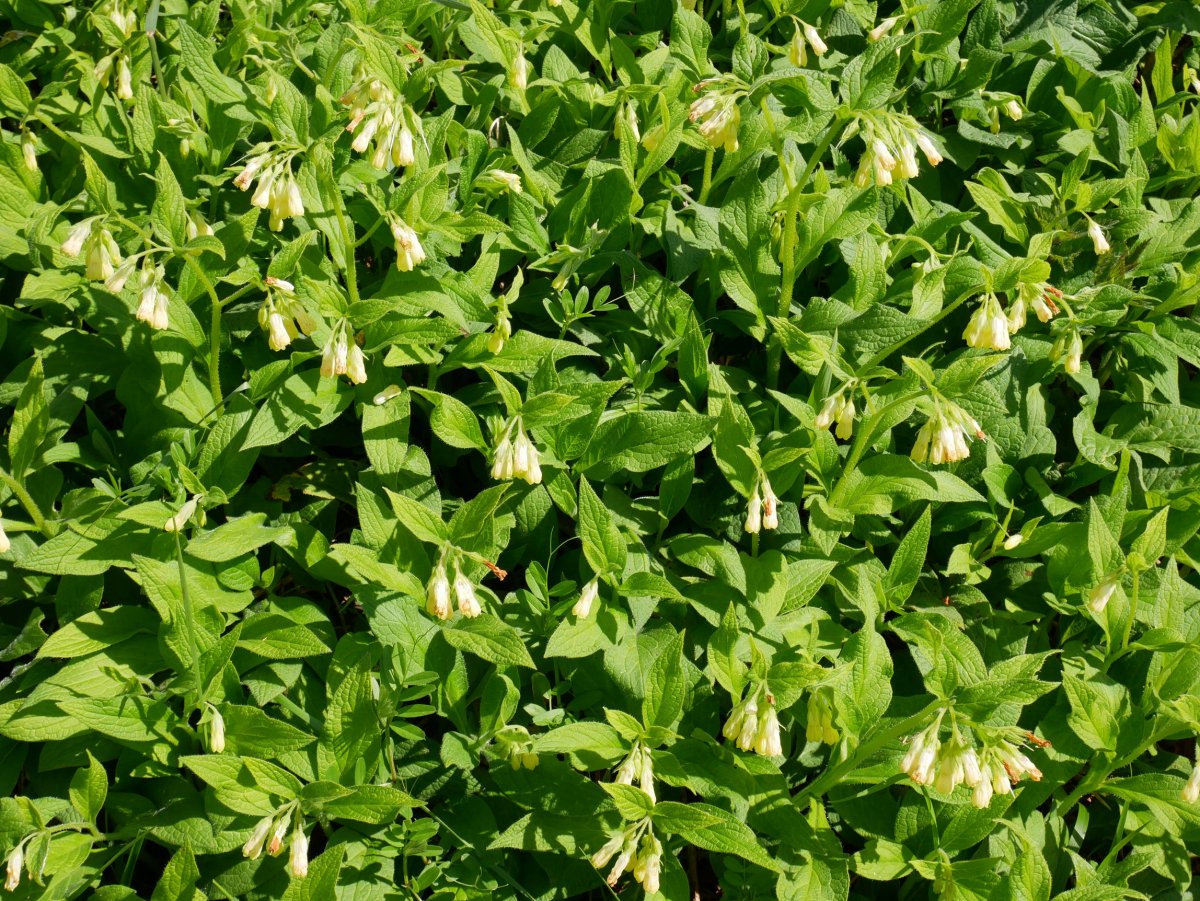 Zolda belarra (Symphytum tuberosum) bide bazterrean