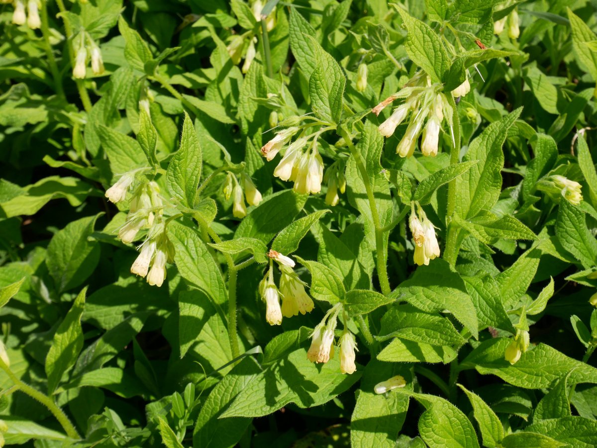 Symphytum tuberosum, Karrika aldean