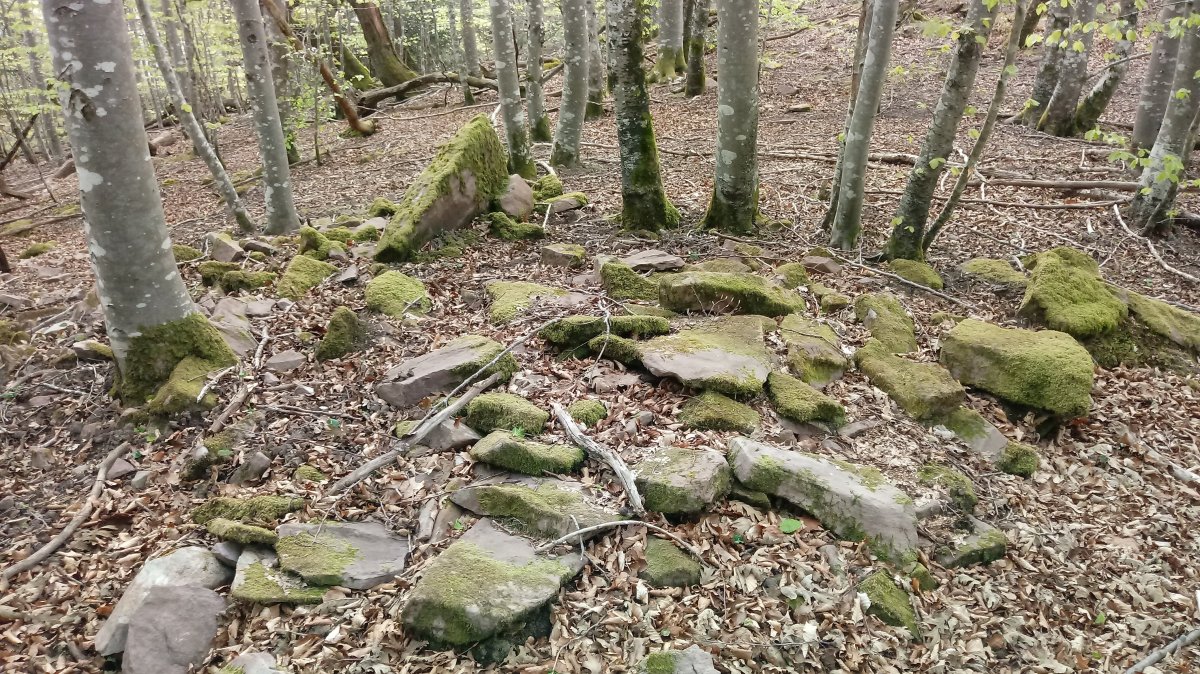 Otaltzuazpia trikuharria 2