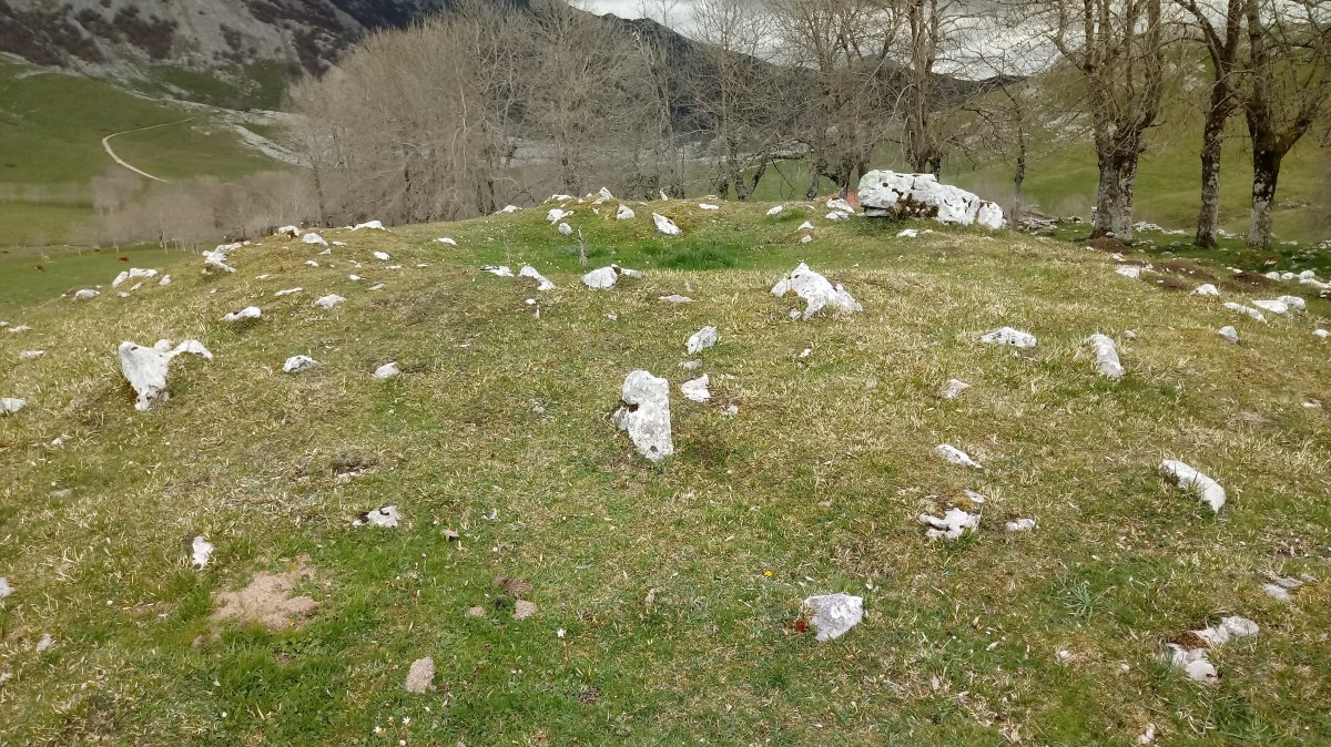 Gorostiaran M. trikuharria 4