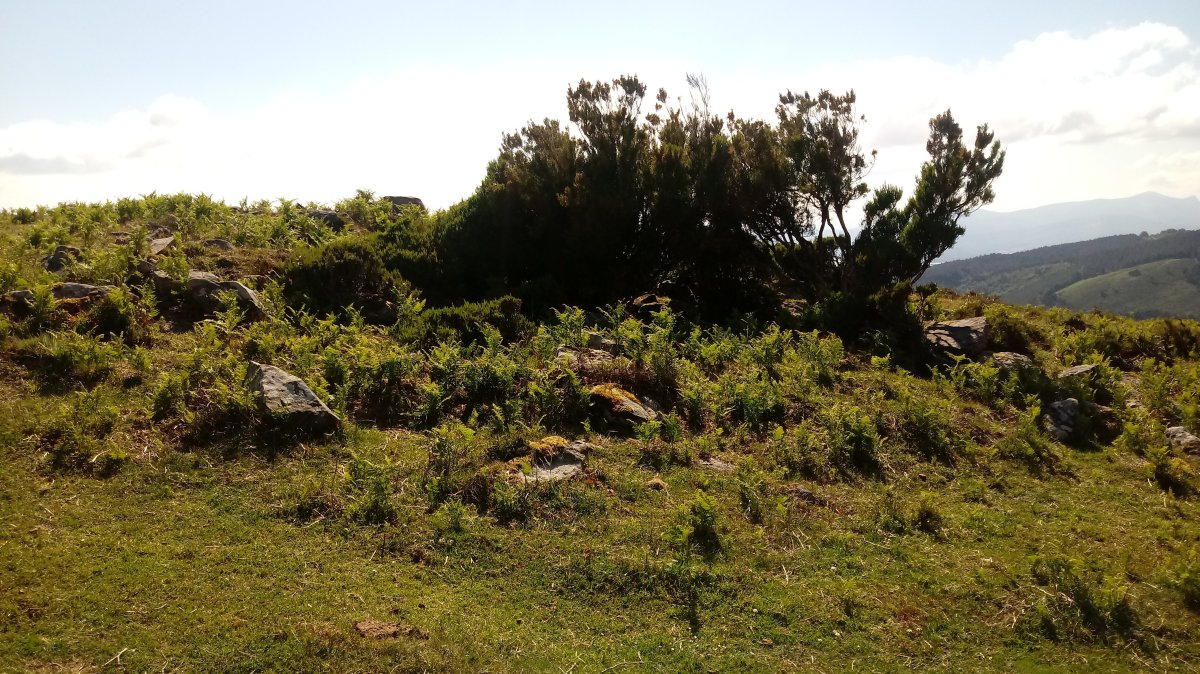 Elgeamendi trikuharria (2019)