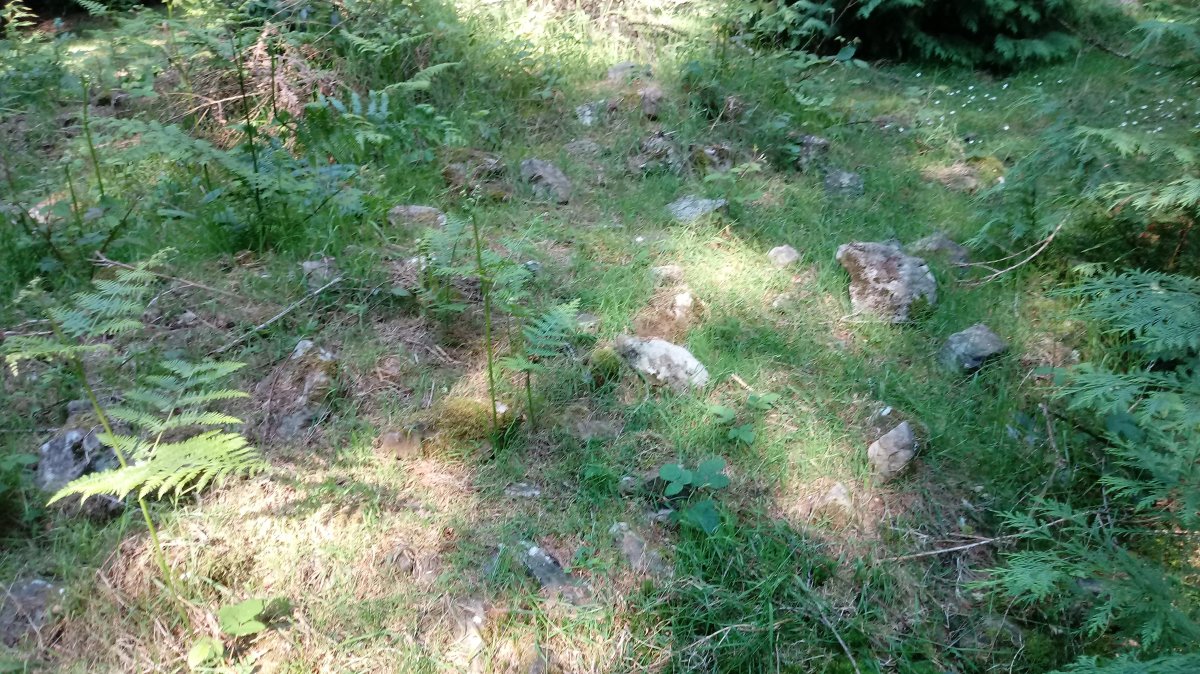 Elgea I trikuharria 2