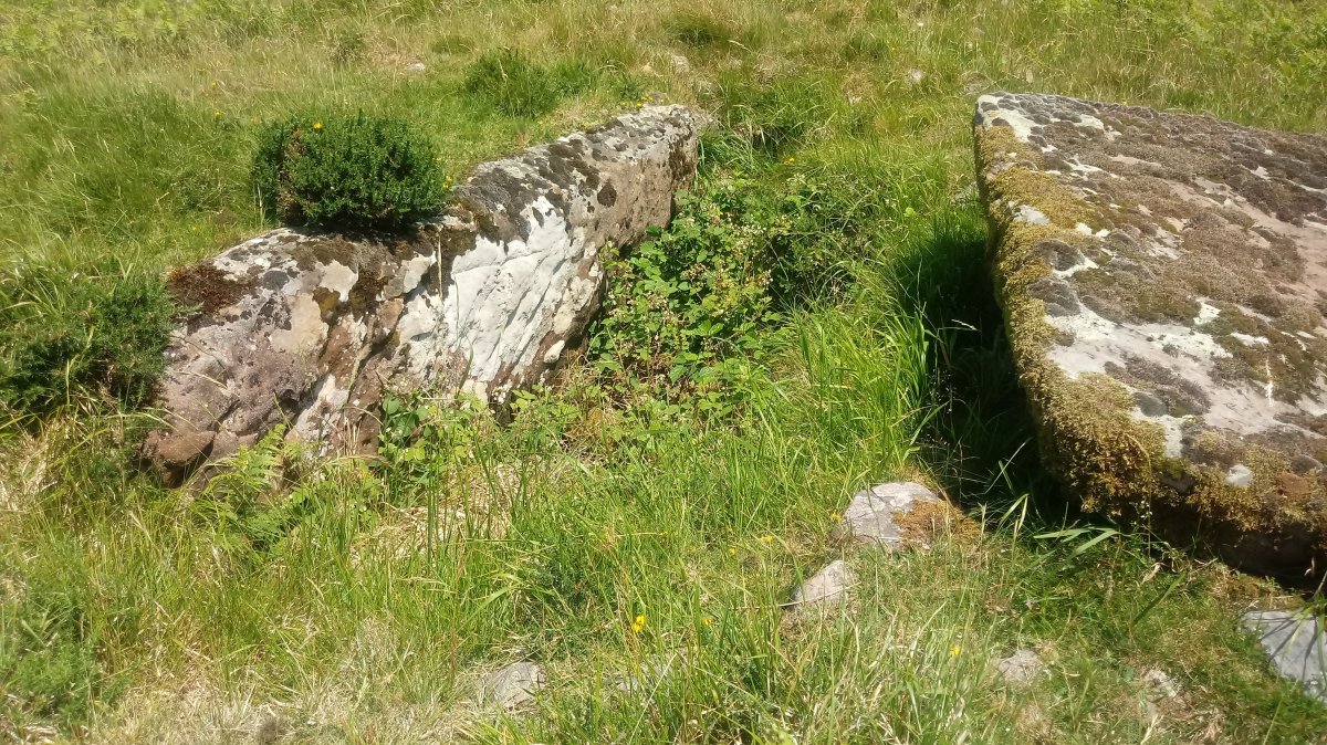 Artxilondo trikuharria (2019)