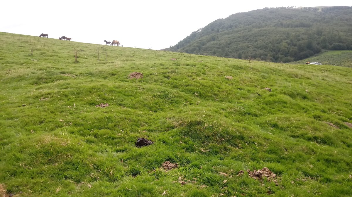 Iropile etxola-hondoak (2018)