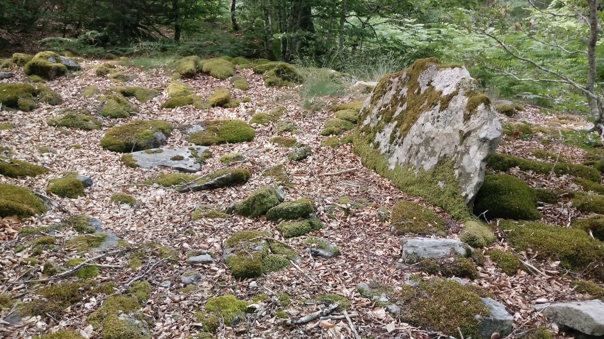 Gereziain trikuharria (2019)