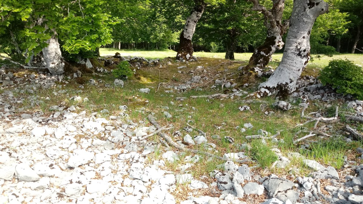 Elurmenta M. trikuharria 4