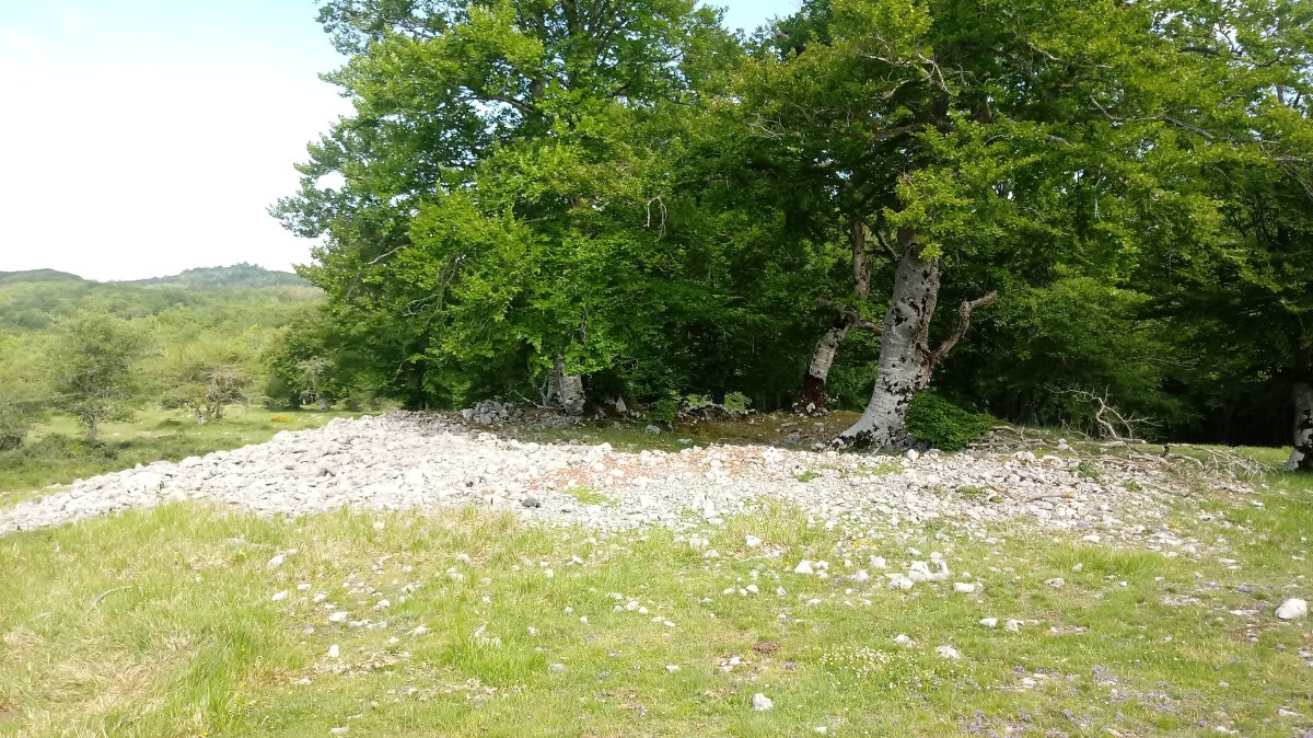 Elurmenta M. trikuharria 2