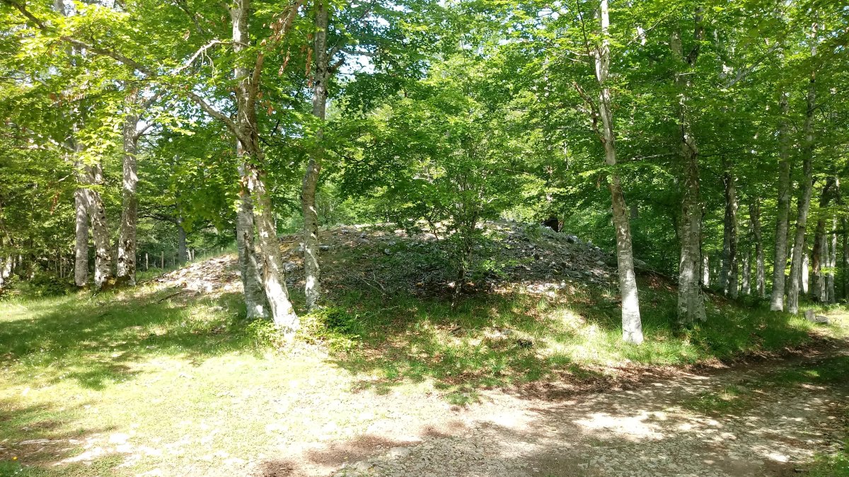 Erbilerri trikuharria 2