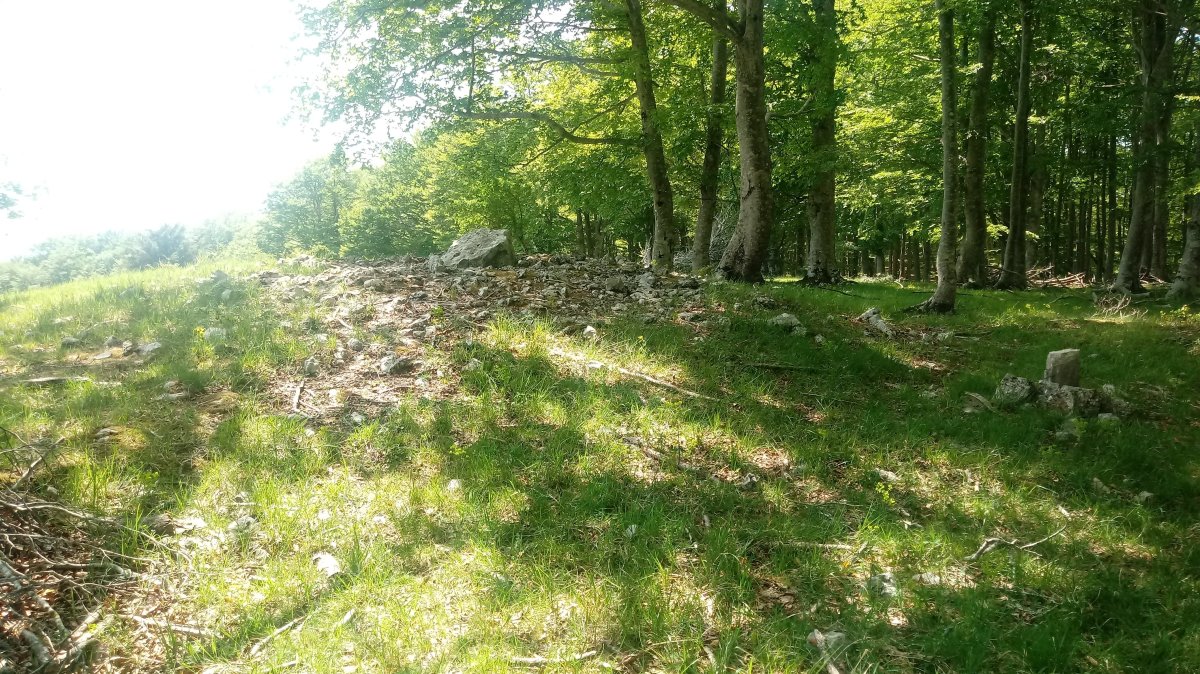 Irutzulo Txikita trikuharria (2019)