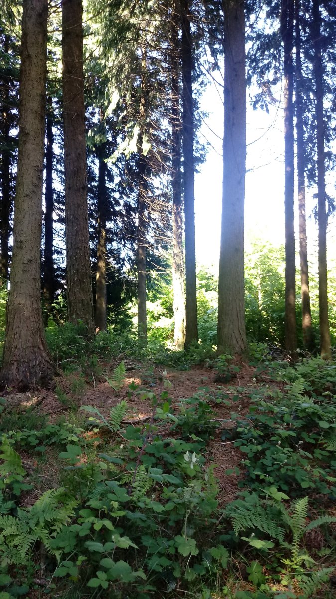 Urkitza (915m) gaina