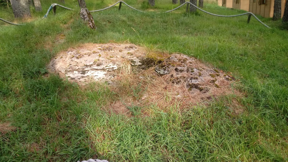 Asolaze trikuharria 4