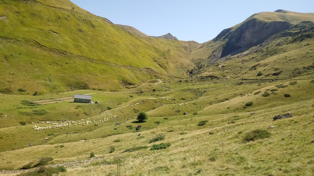 Ardanegañekoa saroa