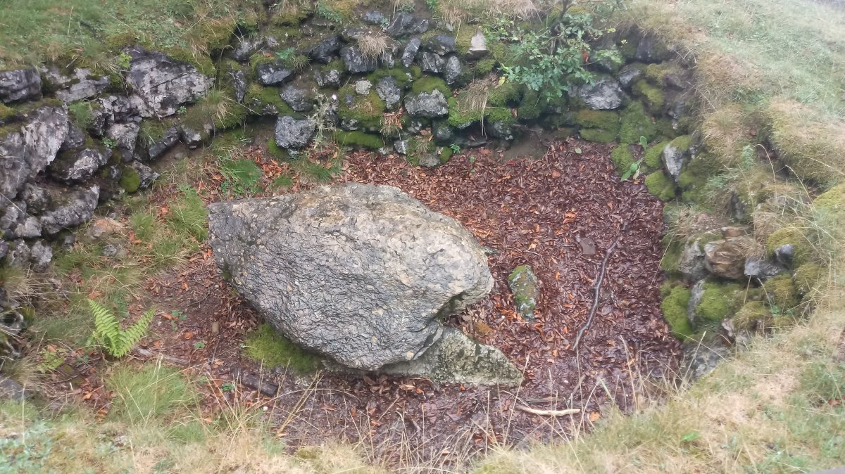 Bagargi trikuharria (2019)