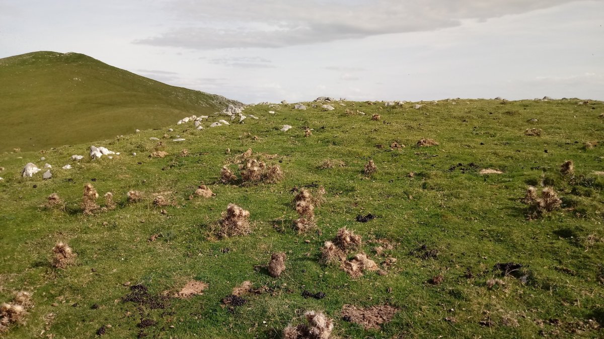 Bustia (1278m) tontorra