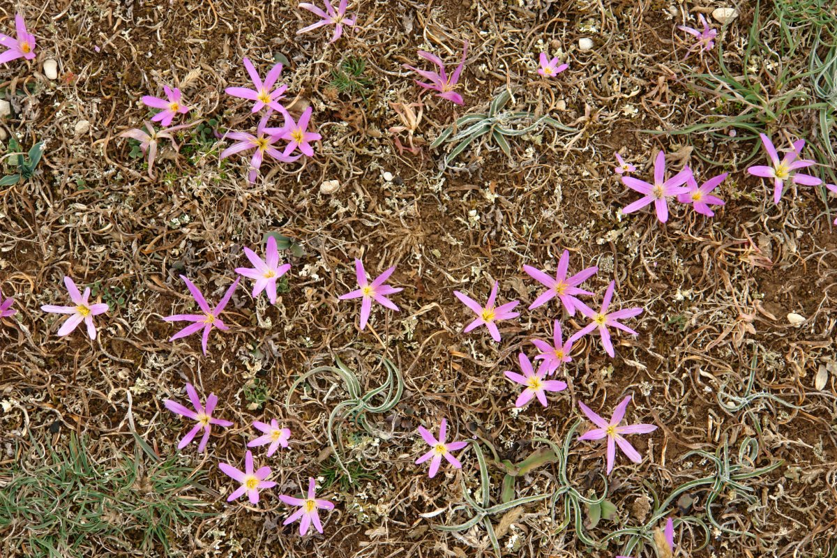 Larraizako larrea abuztuaren erdialdean