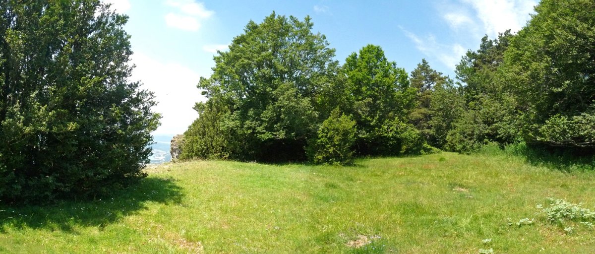 Gailurra dagoen larre tikia