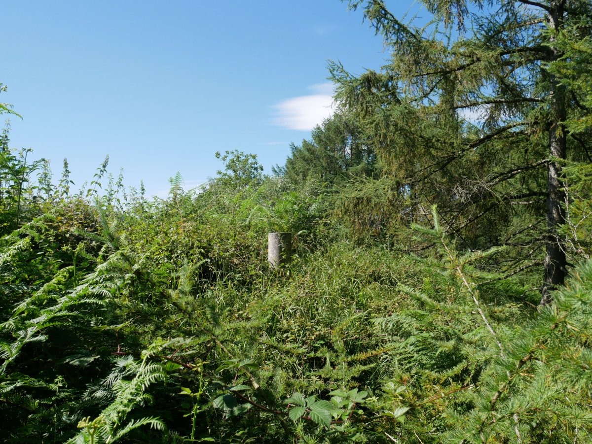 Urkobieta tontorra, HMan. Sasiak menderatua.