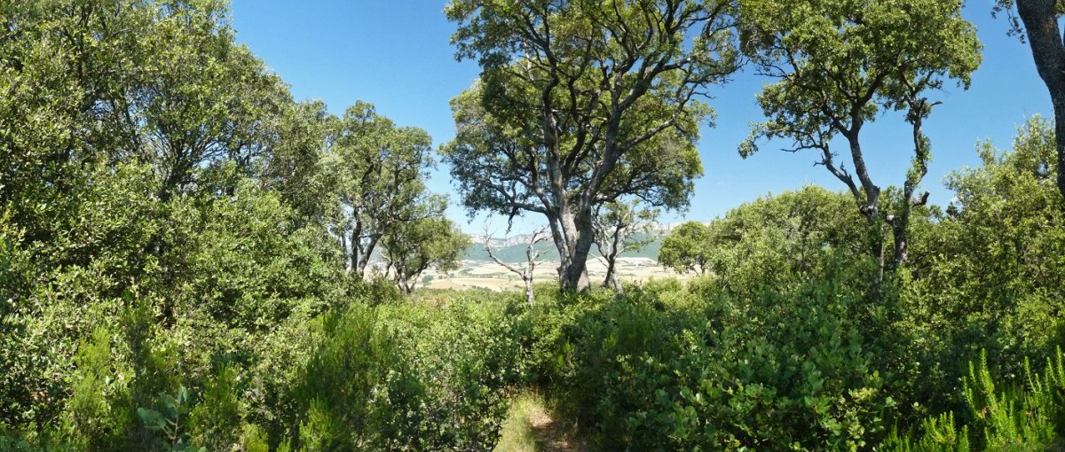 Bisaurretako gailurra