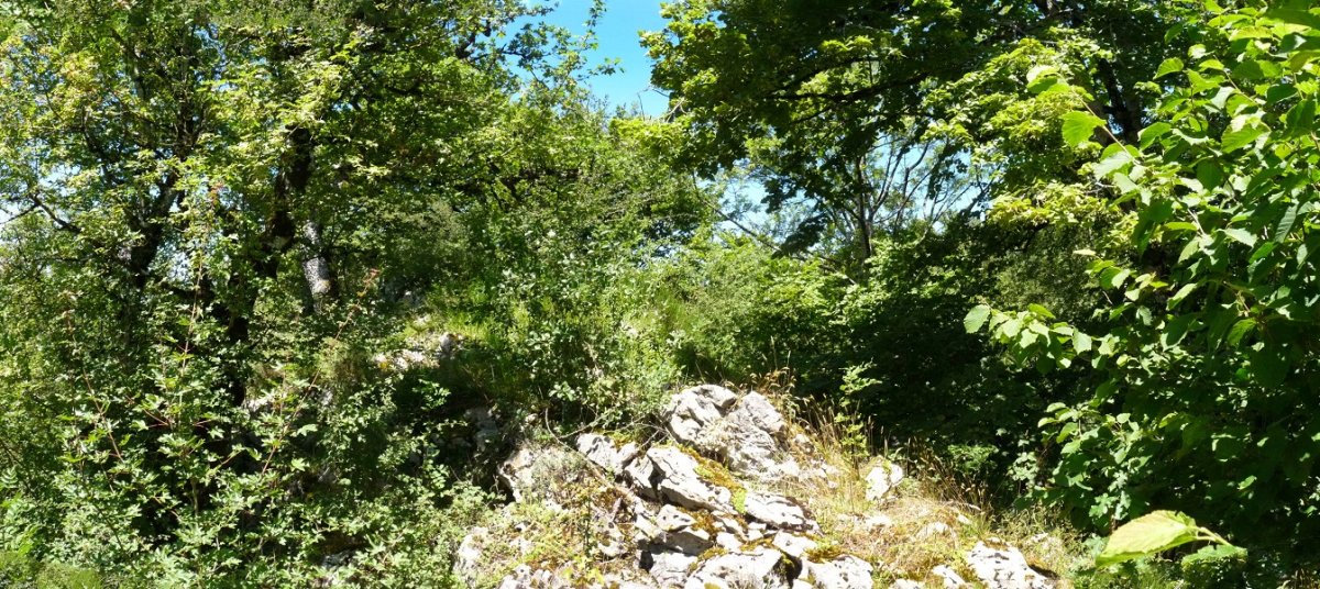 Gailurra, zuhaitzek oztopatuta