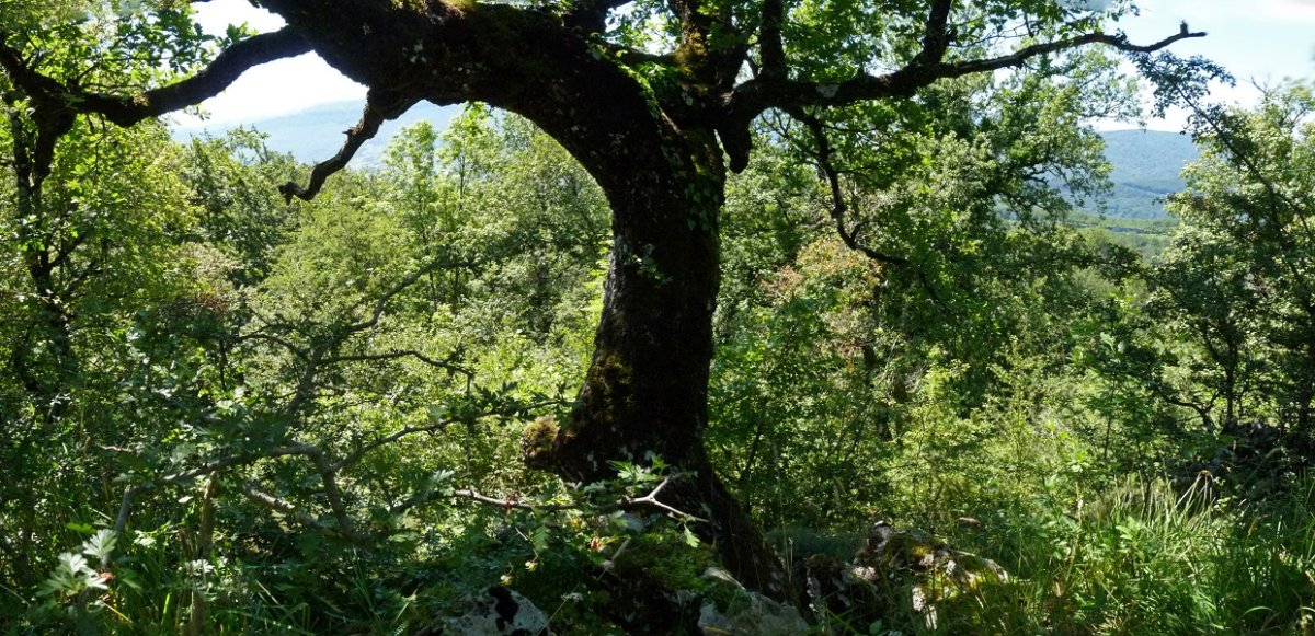 Haritzak, harriari helduta gandorrean