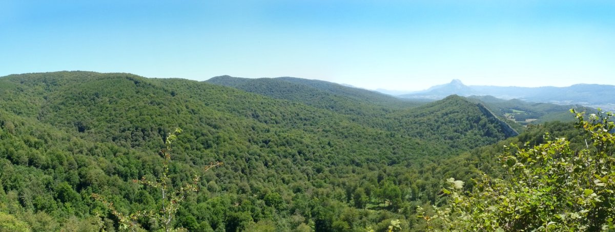 Altzaniako basoak Arbotonetatik