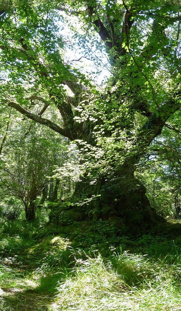 Haritz erraldoia Ozin eta Aizpea arteko lepoan