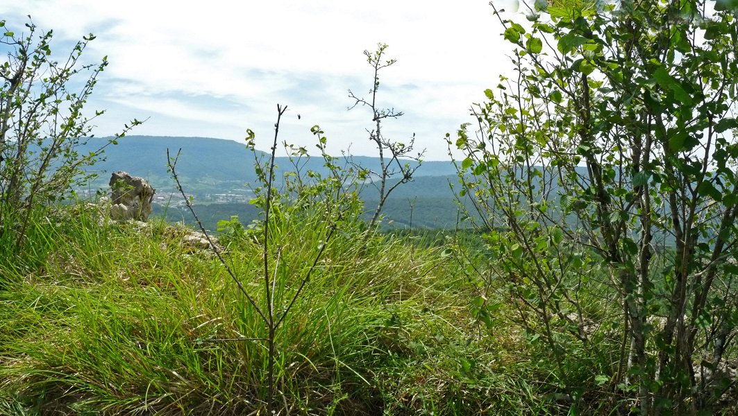 Arbotontxikiko gailurra