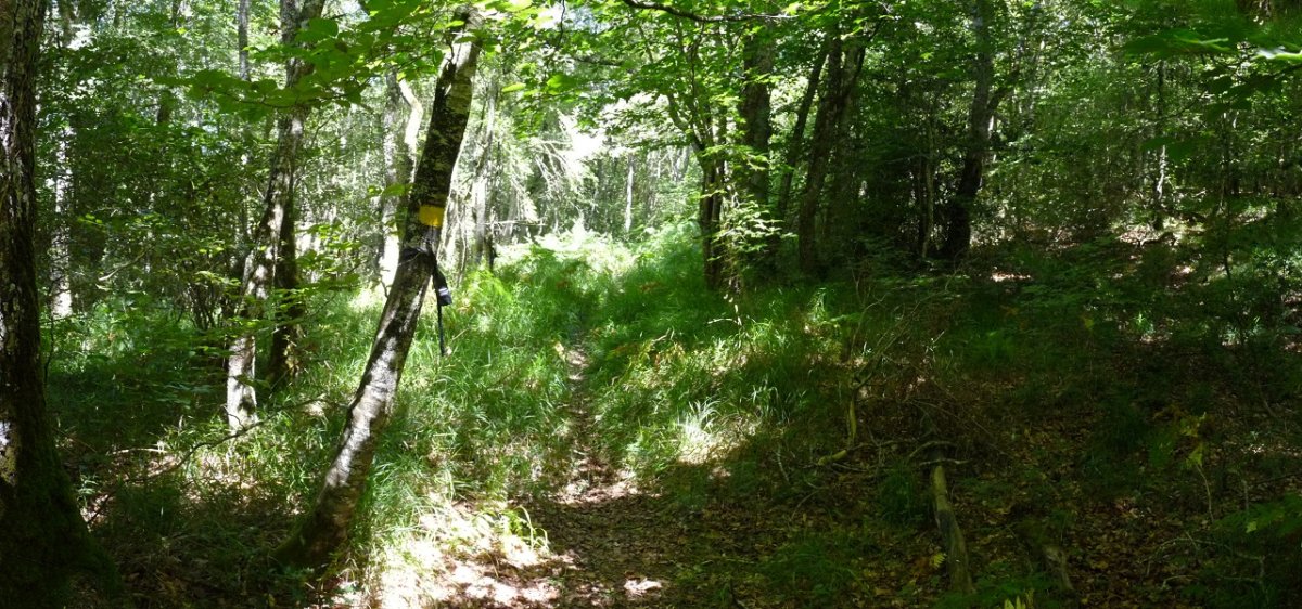 Basurdetxoaren Xenda