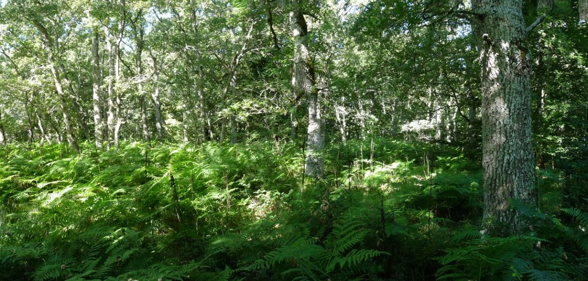 Loiaundiko gailurra, udan, iratzeek hartuta