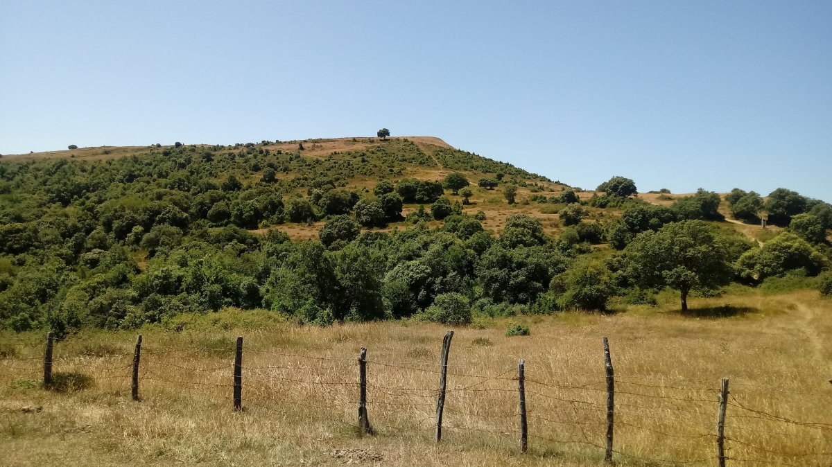 Armikelo (888) Zarandona lepotik