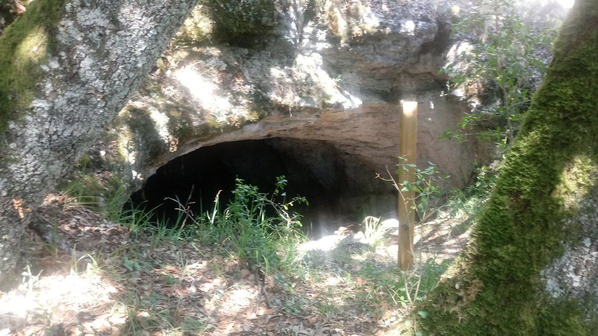 Urisolo goba, sarrera