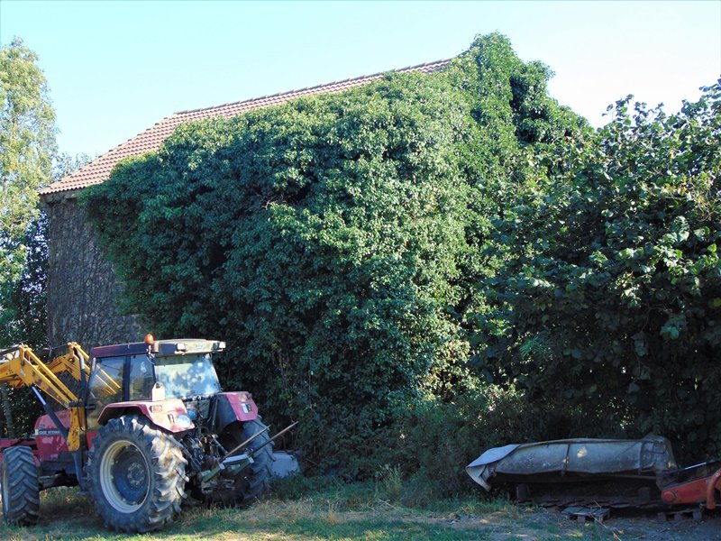 San Joakin eta Santa Ana Eliza Goiainen