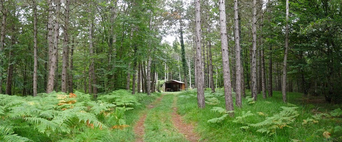 Etxola basoaren bihotzean