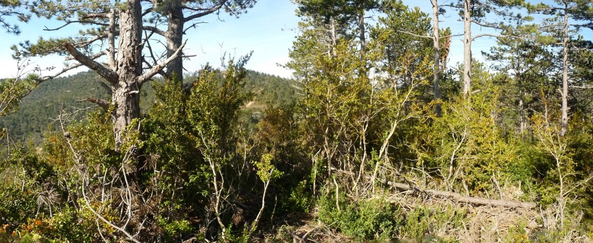 Eltzate gaineko gailurra