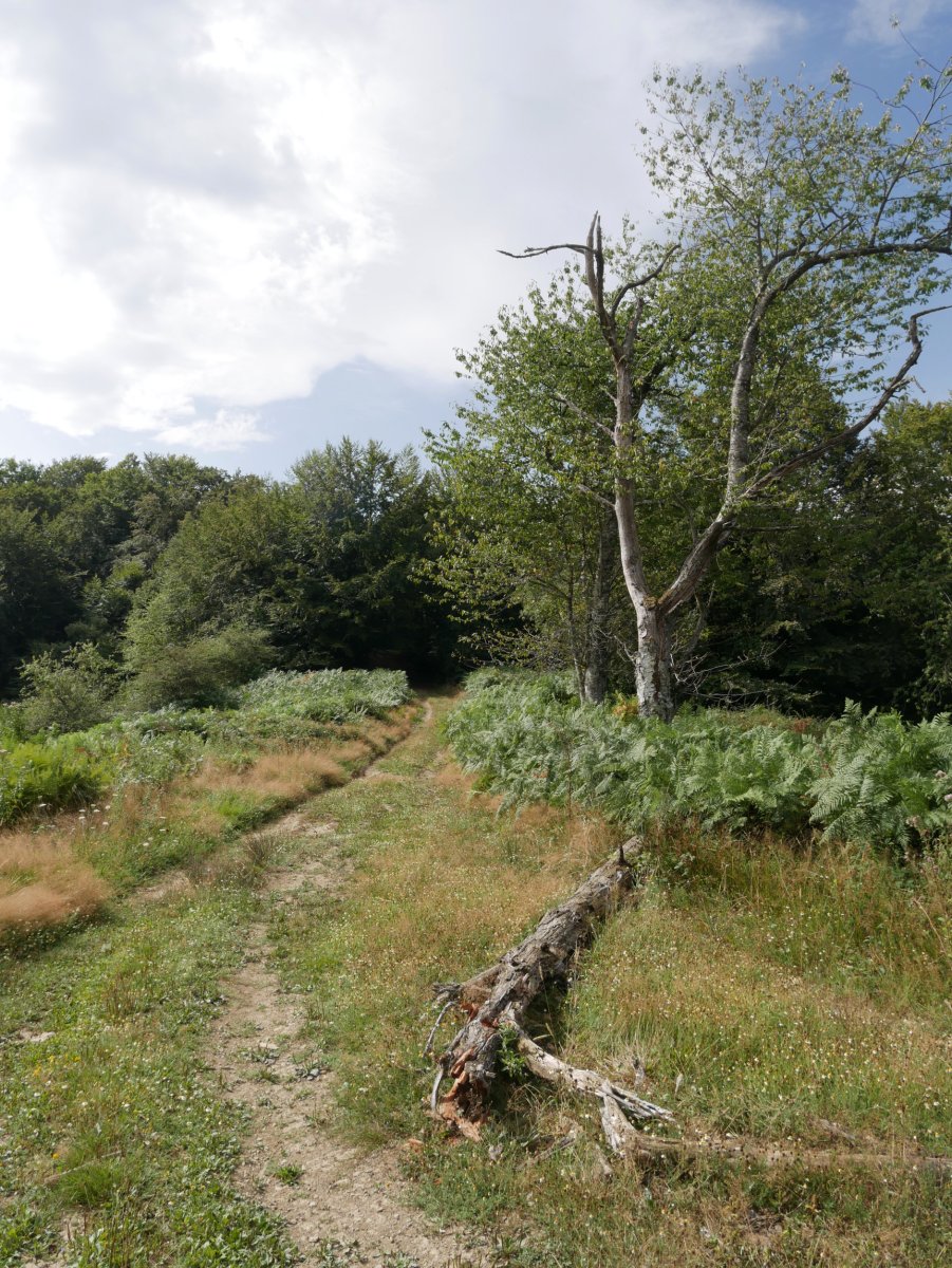 Erramonen Bordako lepoa