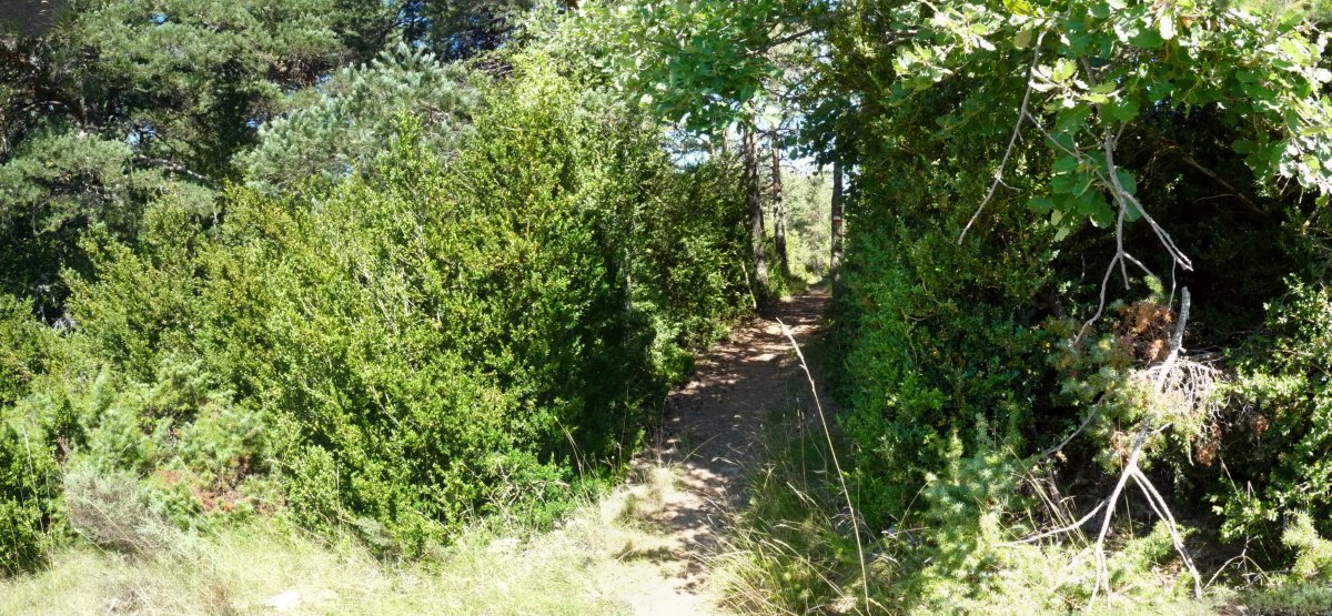 Errege Bidea, Landako gailurrean